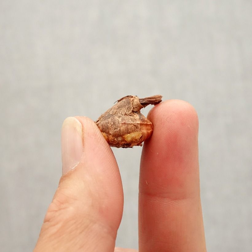 Example of Crocus botanique karduchorum - Crocus d'automne Bol Kaliber/Größe 6+ as you get in automne