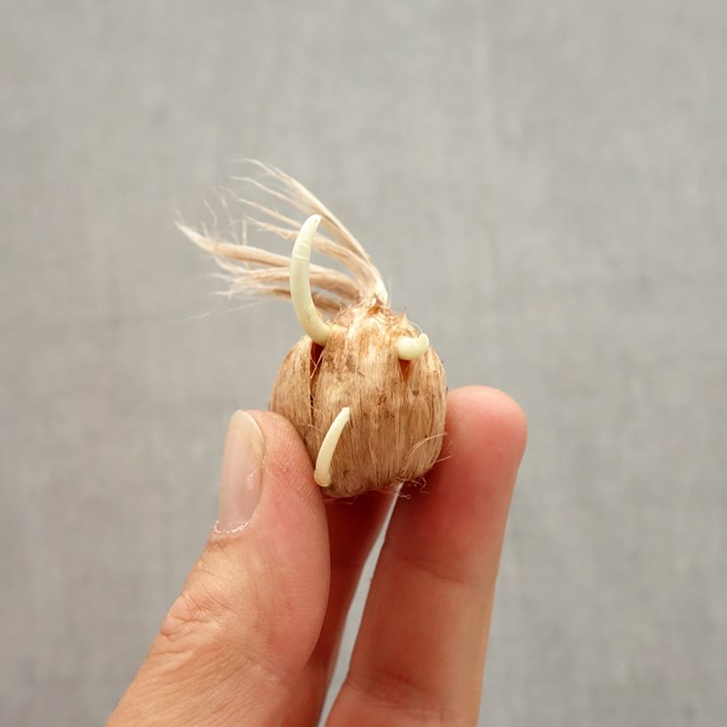 Example of Crocus botanique kotschyanus - Crocus d'automne Bol Kaliber/Größe 8+ as you get in automne