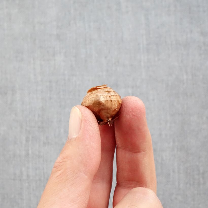 Example of Crocus botanique ochroleucus - Crocus d'automne Bol Kaliber/Größe 5+ as you get in automne