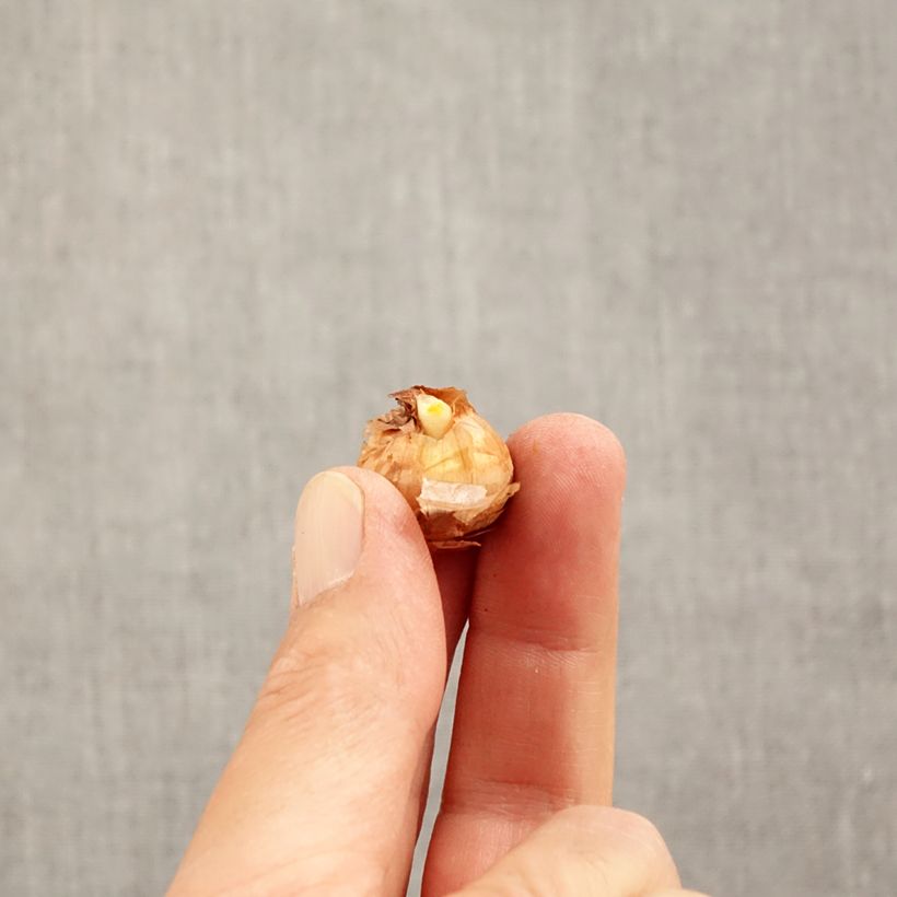 Exemplaar van Crocus chrysanthus Advance Bol kaliber 5+ zoals geleverd in de herfst