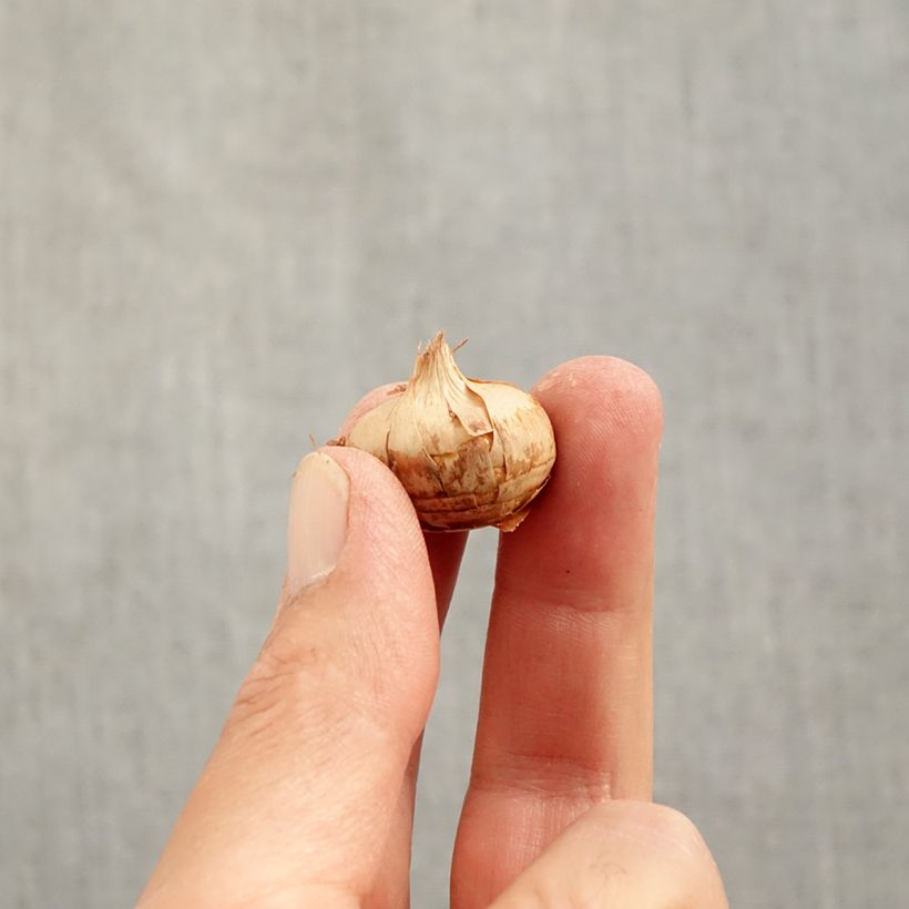 Exemplaar van Crocus chrysanthus Blue Marlin - Sneeuwkrokus Bol kaliber 6+ zoals geleverd in de herfst