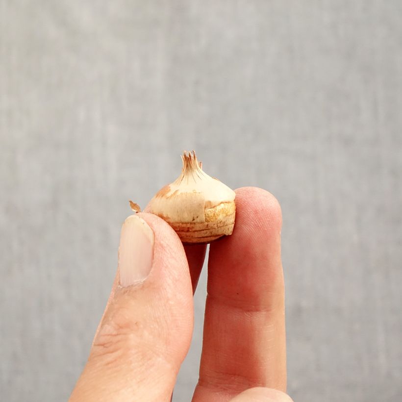 Exemplaar van Crocus chrysanthus Blue Pearl - Sneeuwkrokus Bol kaliber 6+ zoals geleverd in de herfst