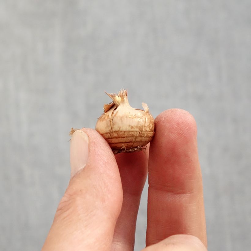 Exemplaar van Crocus chrysanthus Cream Beauty - Sneeuwkrokus Bol kaliber 6+ zoals geleverd in de herfst