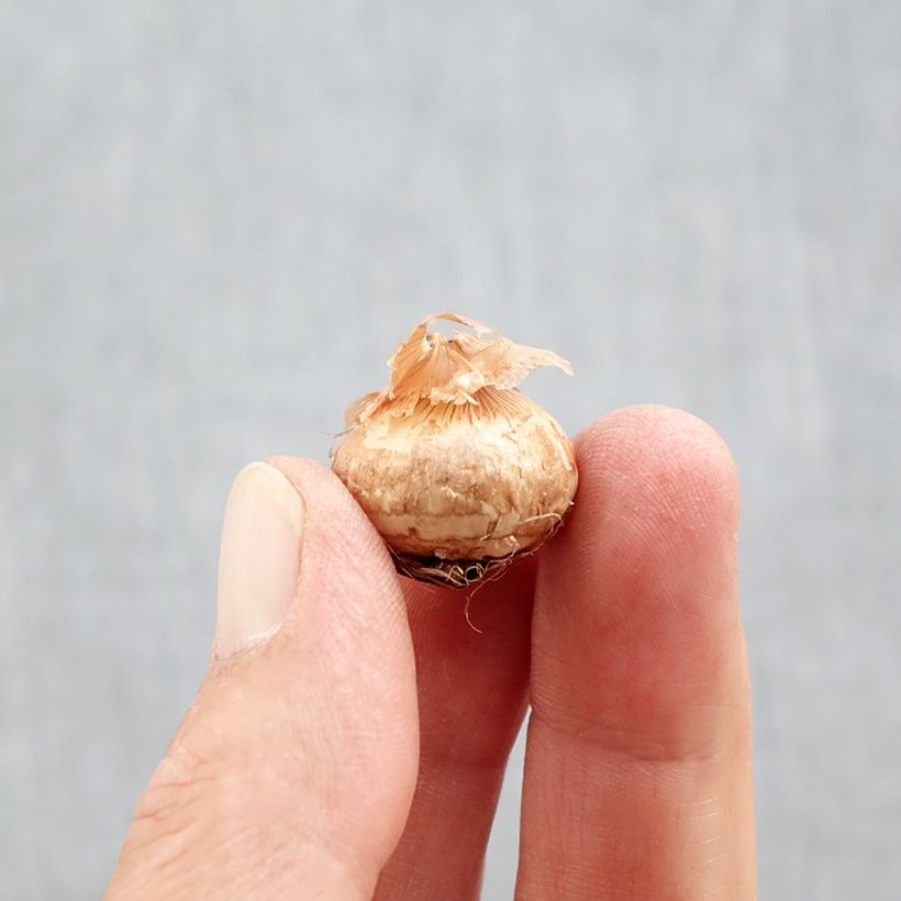 Exemplaar van Crocus chrysanthus Ladykiller - Sneeuwkrokus Bol kaliber 5+ zoals geleverd in de herfst