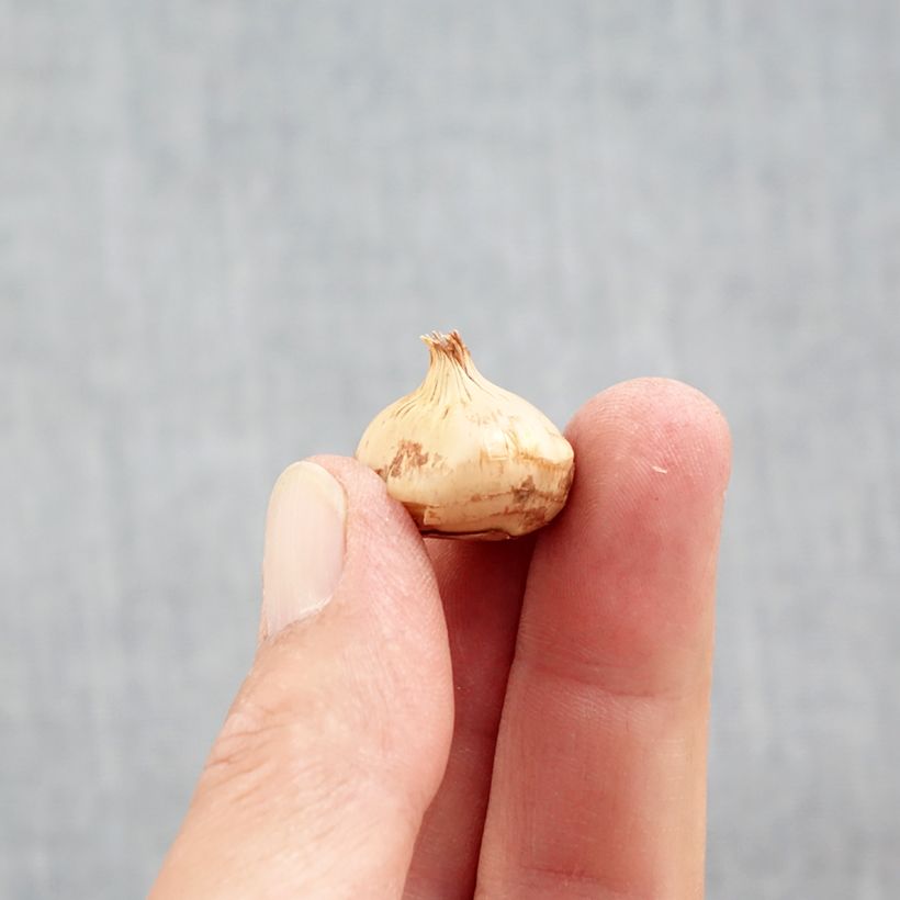 Exemplaar van Crocus chrysanthus Snowbunting - Sneeuwkrokus Bol kaliber 5+ zoals geleverd in de herfst