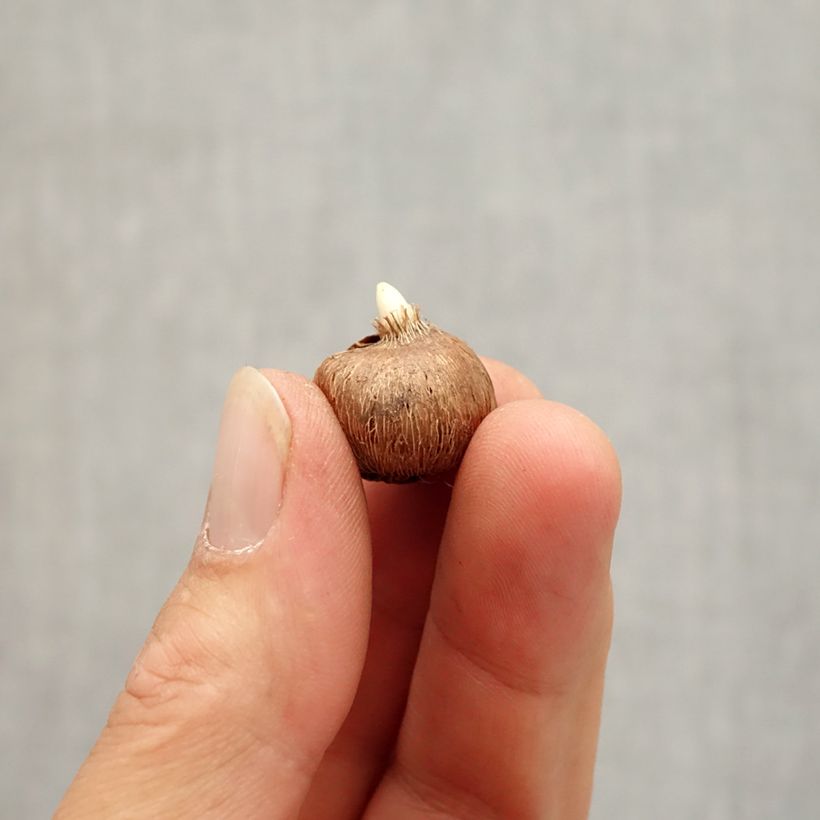 Exemplaar van Crocus chrysanthus Zenith - Sneeuwkrokus Bol kaliber I zoals geleverd in de herfst