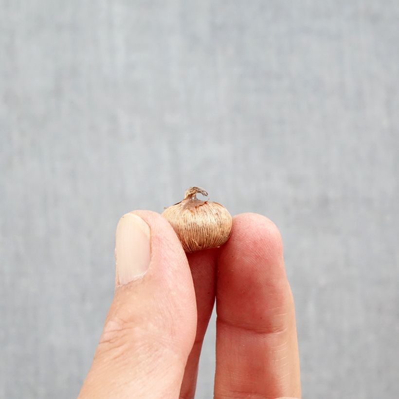 Exemplaar van Krokus imperati De Jager Bol kaliber 5+ zoals geleverd in de herfst
