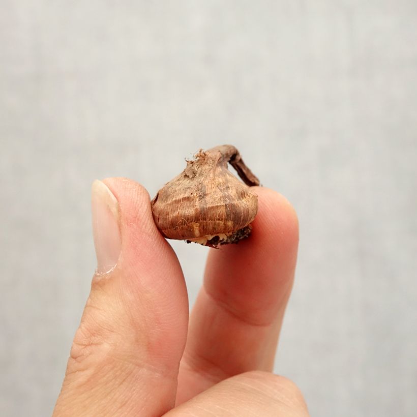 Example of Crocus korolkowii - Krokus Bol size 6+ as you get in automne