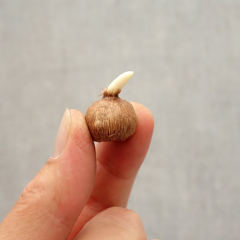 Exemplaar van Crocus kosaninii April View - Krokus Bol kaliber I zoals geleverd in de herfst