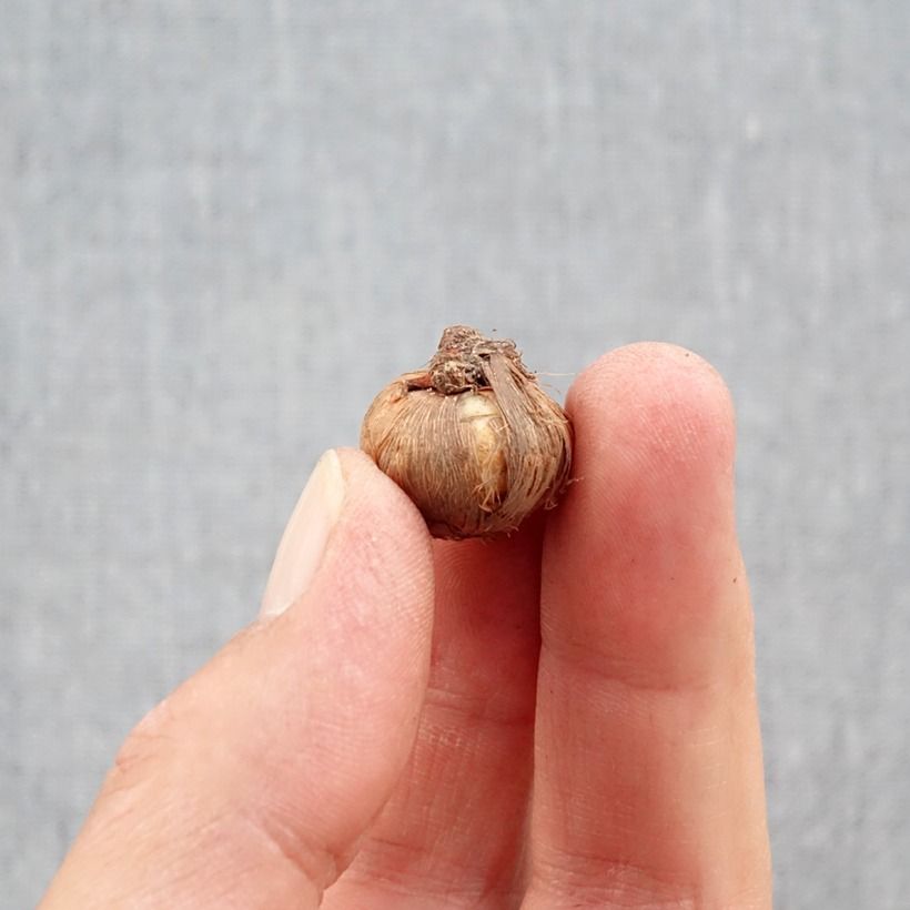 Example of Crocus ligusticus - Crocus d'automne Bol Kaliber/Größe 5+ as you get in automne