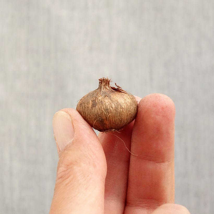 Exemplaar van Crocus vernus Flower Record - Hollandse krokus Bol kaliber 7 zoals geleverd in de herfst