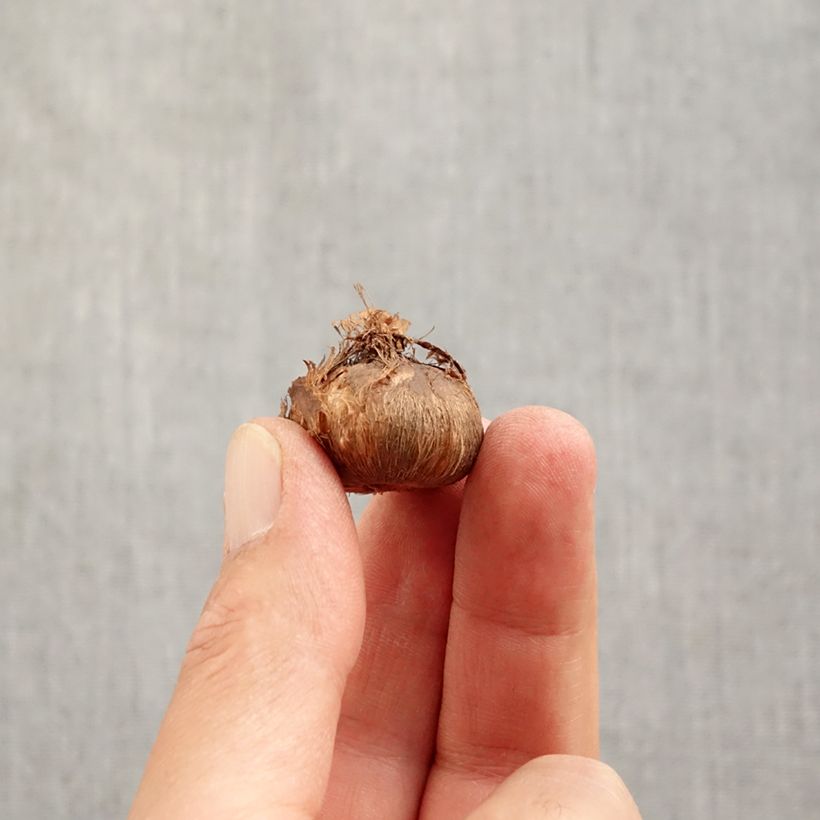 Exemplaar van Crocus vernus Grand Maître - Hollandse krokus Bol kaliber 8+ zoals geleverd in de herfst