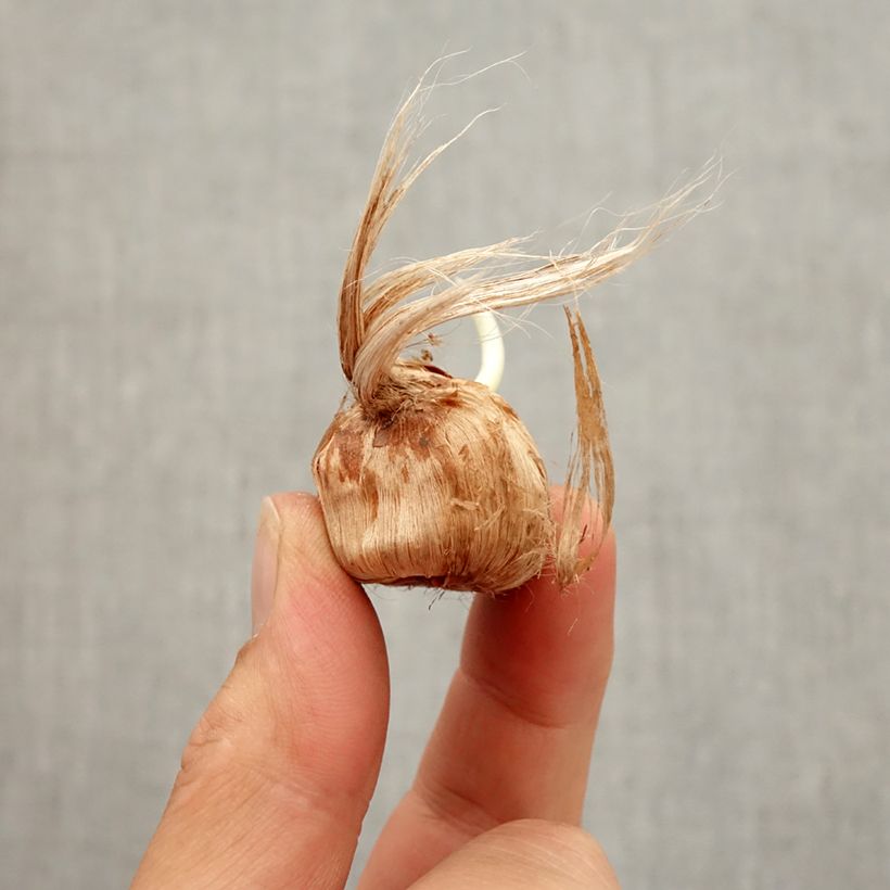 Exemplaar van Crocus Mammouth Remembrance - Hollandse krokus Bol kaliber 8+ zoals geleverd in de herfst