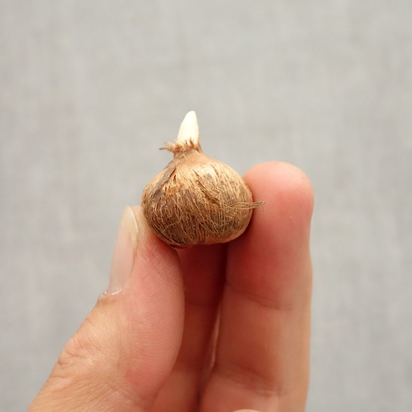 Exemplaar van Crocus Whale Shark - Hollandse krokus Bol kaliber 7+ zoals geleverd in de herfst