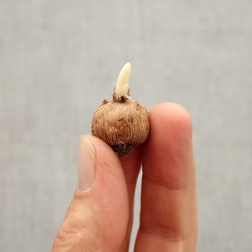 Exemplaar van Krokus Bavella - Crocus minimus Bol kaliber I zoals geleverd in de herfst