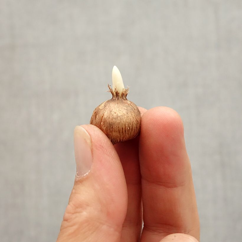 Exemplaar van Crocus olivieri olivieri - Krokus Bol kaliber I zoals geleverd in de herfst