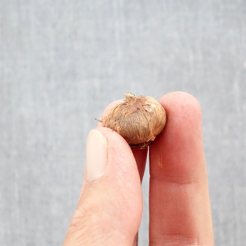 Exemplaar van Crocus Orange Monarch - Krokus Bol kaliber 5+ zoals geleverd in de herfst
