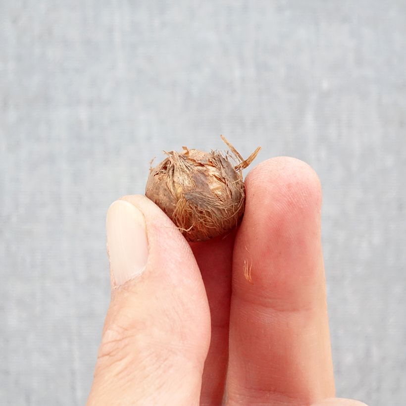 Exemplaar van Crocus Prins Claus - Krokus Bol kaliber 5+ zoals geleverd in de herfst