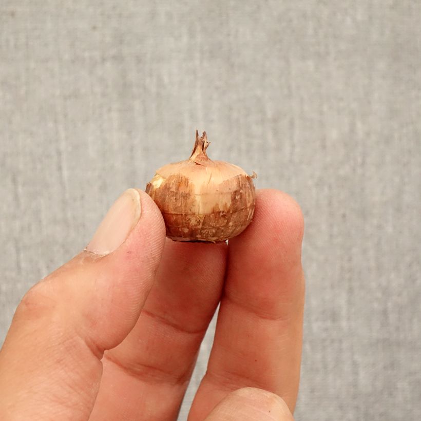 Example of Crocus pulchellus Zephyr - Crocus d'automne Bol Kaliber/Größe 5+ as you get in automne