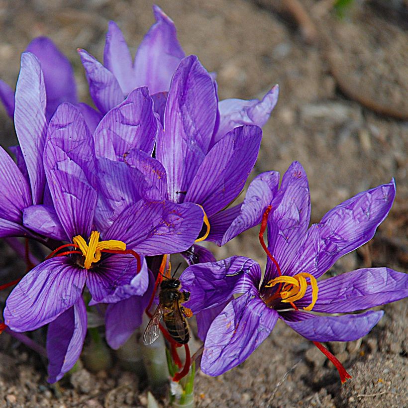 Crocus sativus - Saffraankrokus (Flowering)