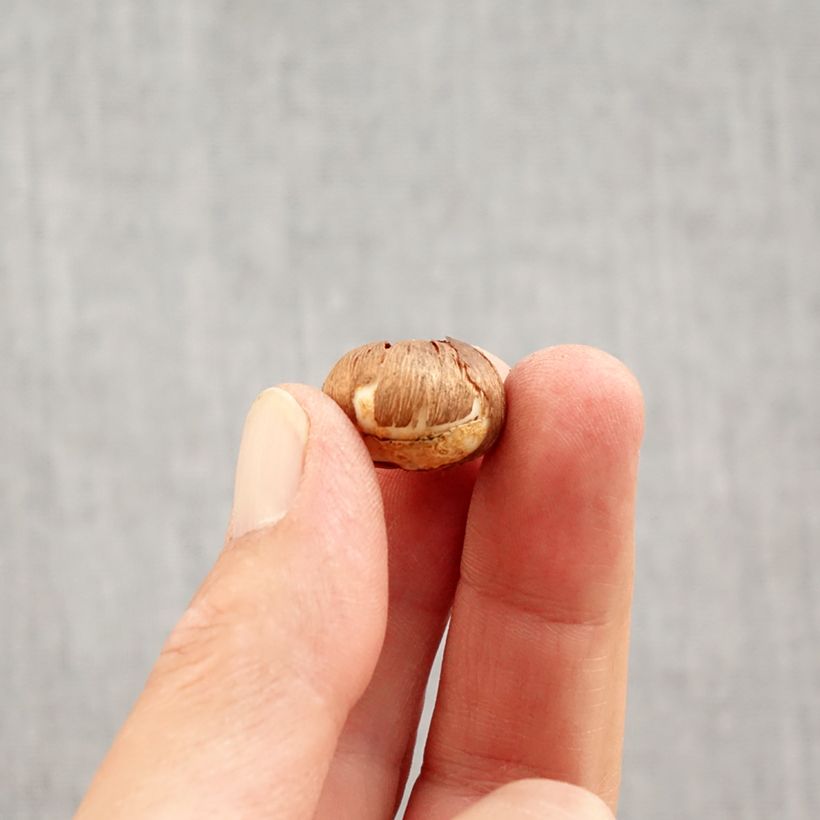 Exemplaar van Crocus Silver Coral - Bonte krokus Bol kaliber 4+ zoals geleverd in de herfst