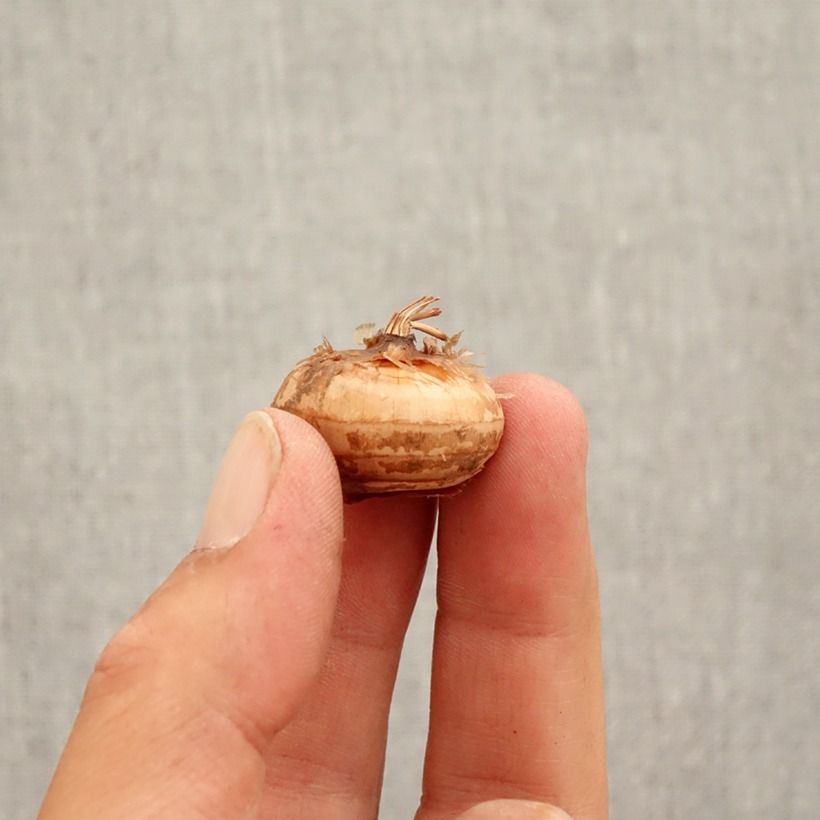 Example of Crocus speciosus Cassiope - Crocus d'automne Bol Kaliber/Größe 5+ as you get in automne