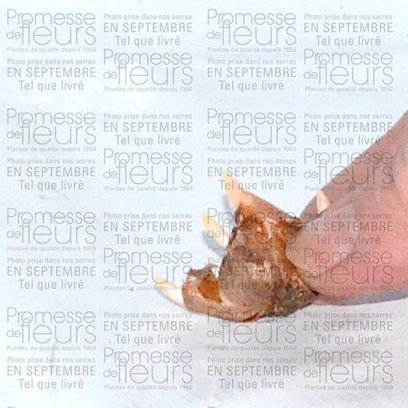 Voorbeeld van een exemplaar van Crocus speciosus Conqueror - Herfstkrokus Bol kaliber 5+ zoals geleverd