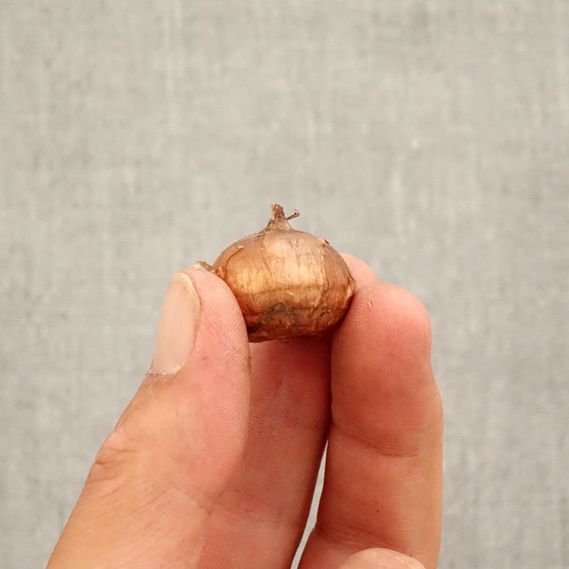 Example of Crocus speciosus Conquéror Bol size 5+ as you get in automne