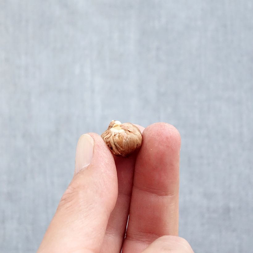 Exemplaar van Crocus tommasinianus Barr's Purple - Boerenkrokus Bol kaliber 5+ zoals geleverd in de herfst