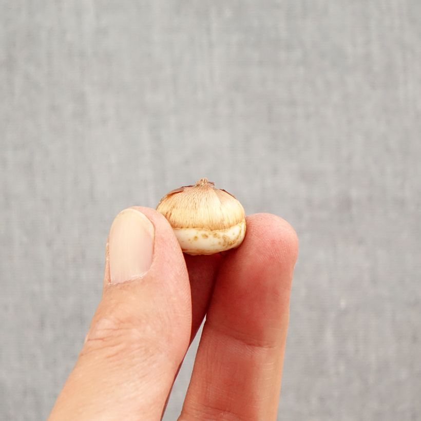 Exemplaar van Crocus tommasinianus Blue Ocean - Boerenkrokus Bol kaliber 6+ zoals geleverd in de herfst