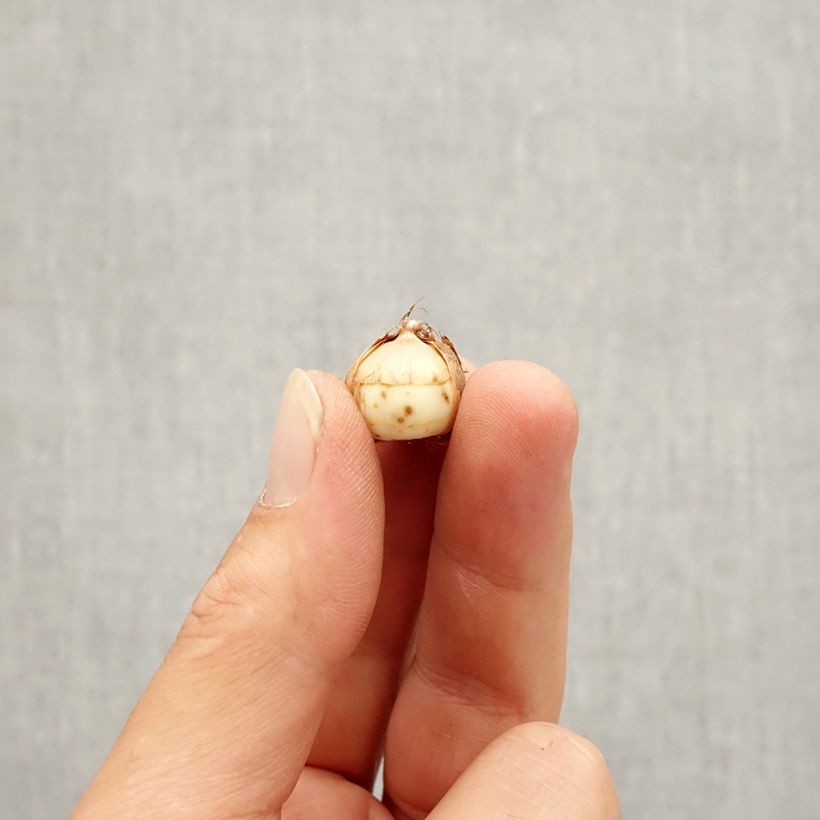 Exemplaar van Crocus tommasinianus Roseus - Boerenkrokus Bol kaliber 5+ zoals geleverd in de herfst