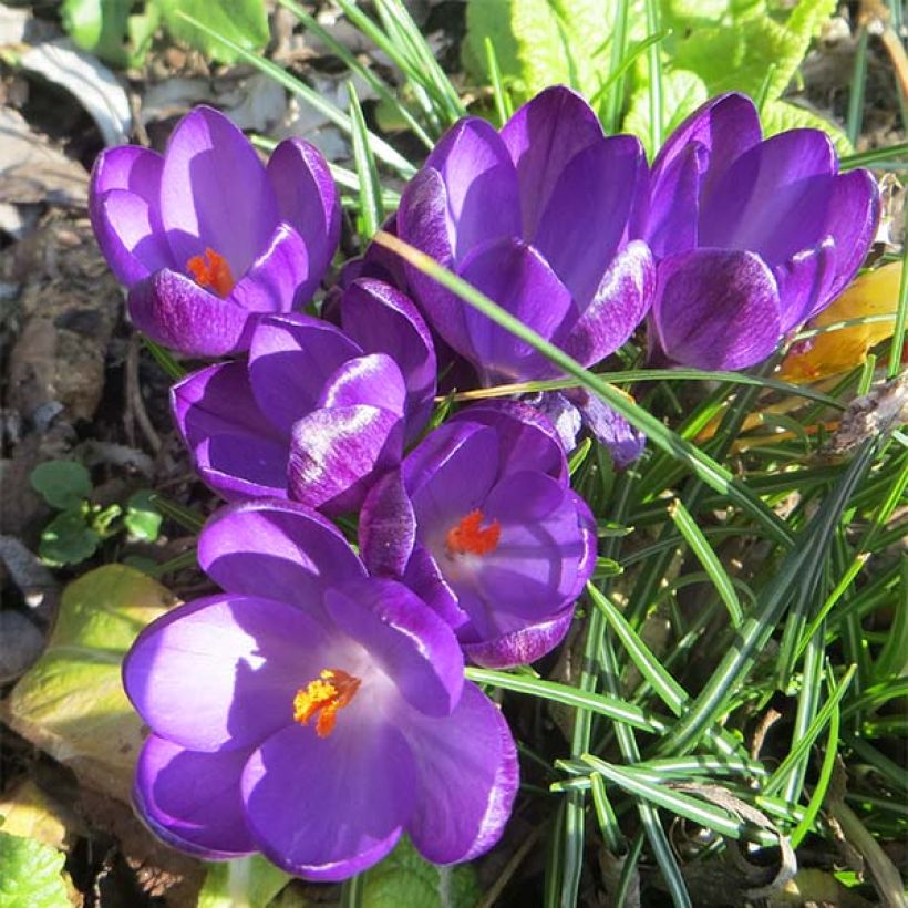 Crocus tommasinianus Ruby Giant - Boerenkrokus (Bloei)