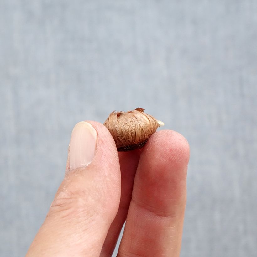 Exemplaar van Crocus tommasinianus Ruby Giant - Boerenkrokus Bol kaliber 5+ zoals geleverd in de herfst