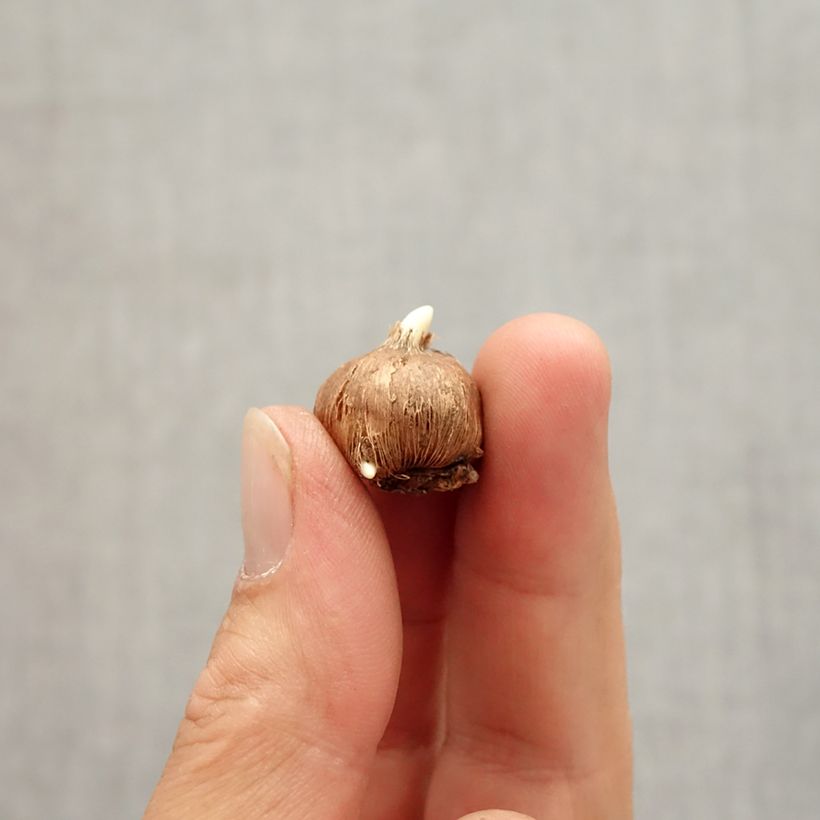 Exemplaar van Crocus vitellinus - Krokus Bol kaliber 5+ zoals geleverd in de herfst