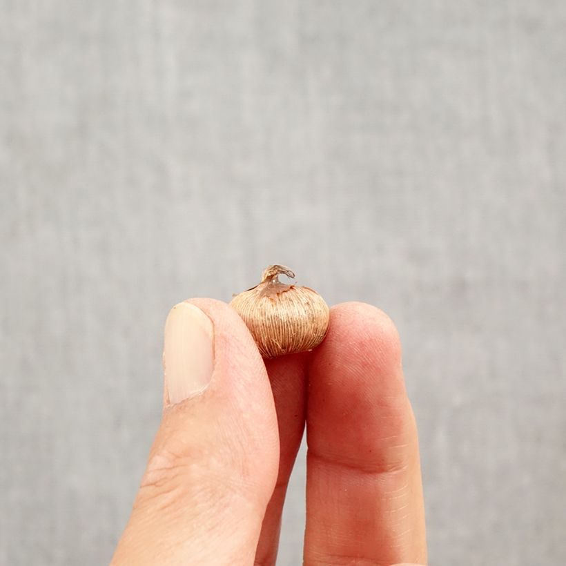 Exemplaar van Crocus Yalta - Krokus Bol kaliber 5+ zoals geleverd in de herfst