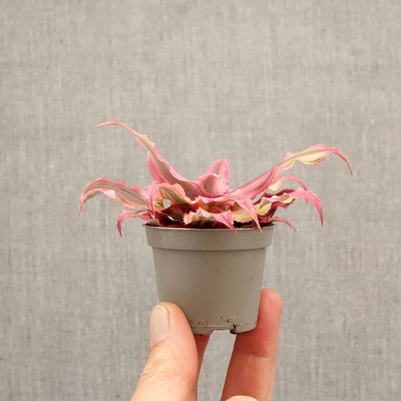 Exemplaar van Cryptanthus Pink Star - Aardster Mini-kamerplanten zoals geleverd in de lente