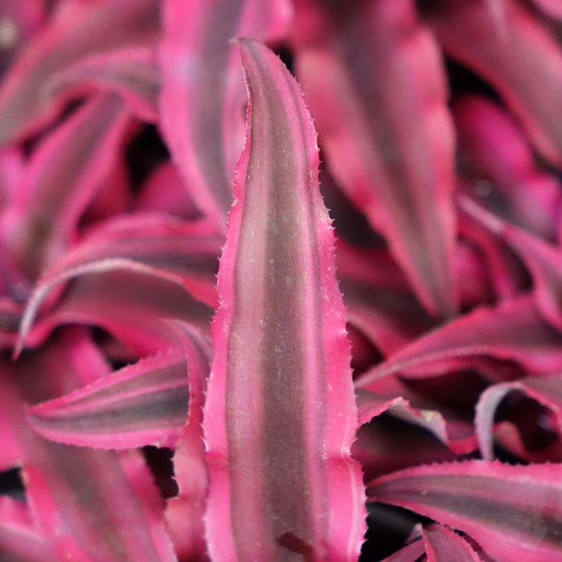 Cryptanthus Super Pink - Aardster (Blad)