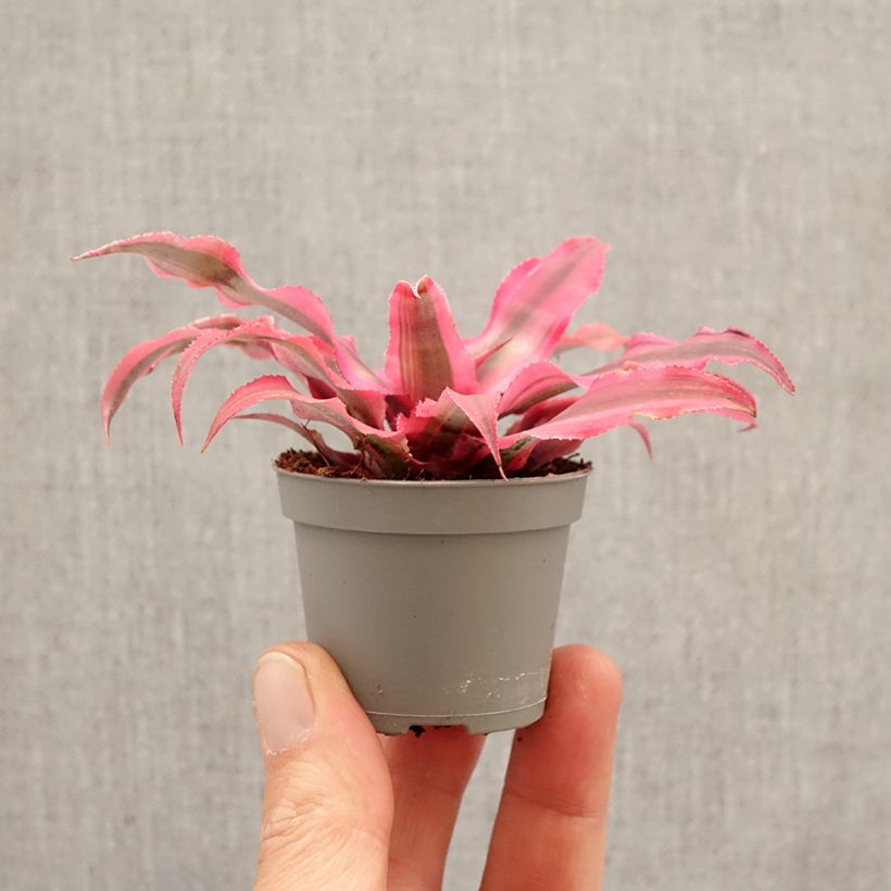 Exemplaar van Cryptanthus Super Pink - Aardster Mini-kamerplanten zoals geleverd in de lente