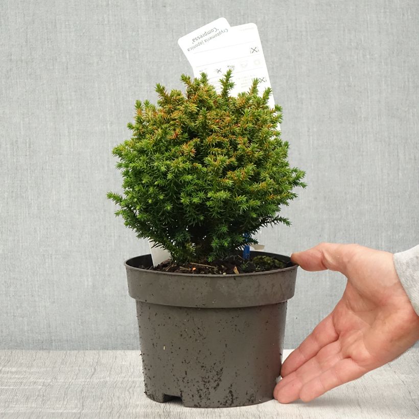 Exemplaar van Cryptomeria japonica Compressa - Japanse cipres Pot van 2 l/3 l zoals geleverd in de lente