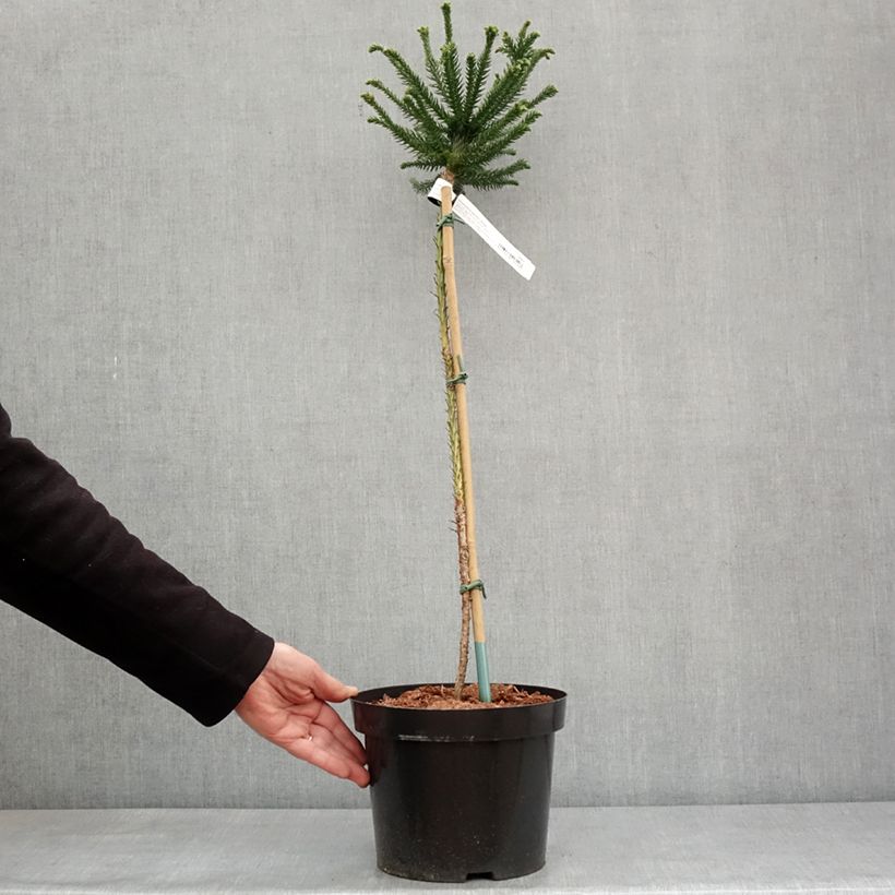 Example of Cryptomeria japonica Dinger - Cèdre du Japon Pot van 4 l/5 l as you get in hiver