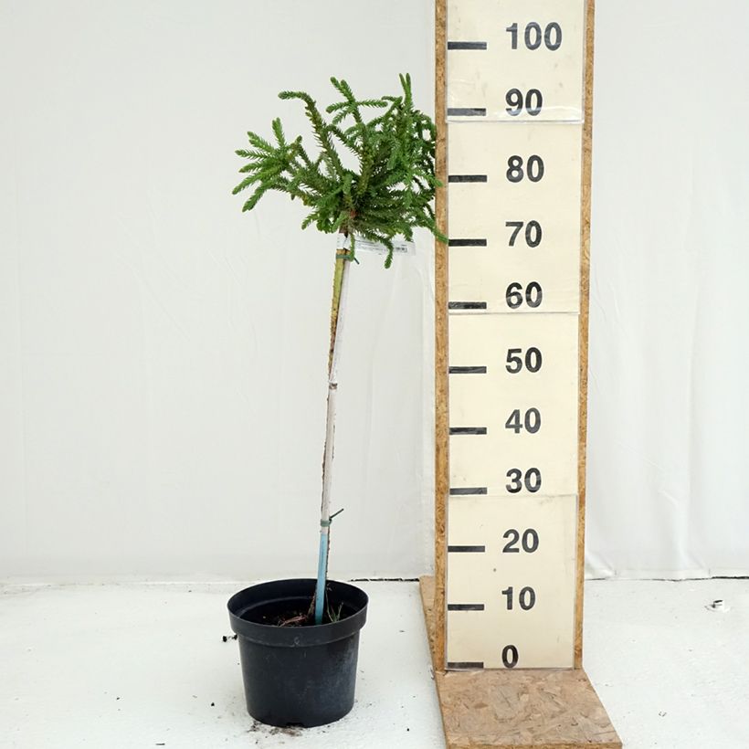 Exemplaar van Cryptomeria japonica Dinger - Japanse cipres Pot van 4 l/5 l, Stengel zoals geleverd in de zomer