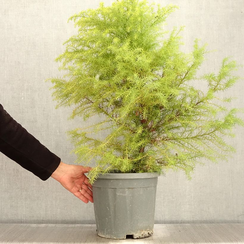 Exemplaar van Cryptomeria japonica Elegans - Japanse cipres Pot van 7,5 l/10 l zoals geleverd in de herfst