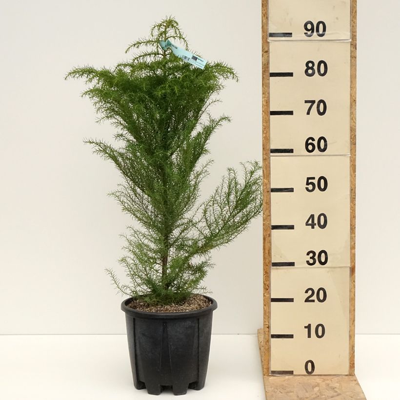 Exemplaar van Cryptomeria japonica Elegans - Japanse cipres Pot van 7,5 l/10 l zoals geleverd in de lente