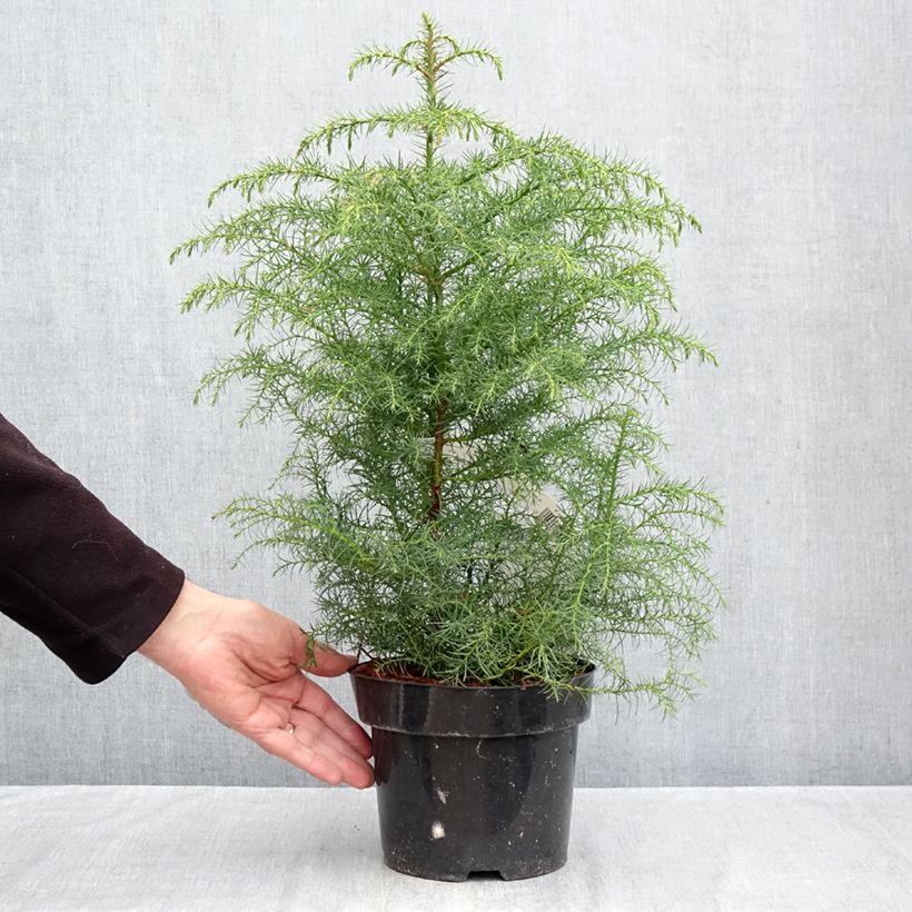 Exemplaar van Cryptomeria japonica Elegans Viridis - Japanse cipres Pot van 2 l/3 l zoals geleverd in de herfst