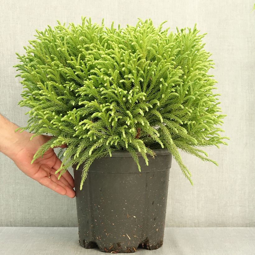 Exemplaar van Cryptomeria japonica Globosa Nana - Japanse cipres Pot van 7,5 l/10 l zoals geleverd in de zomer