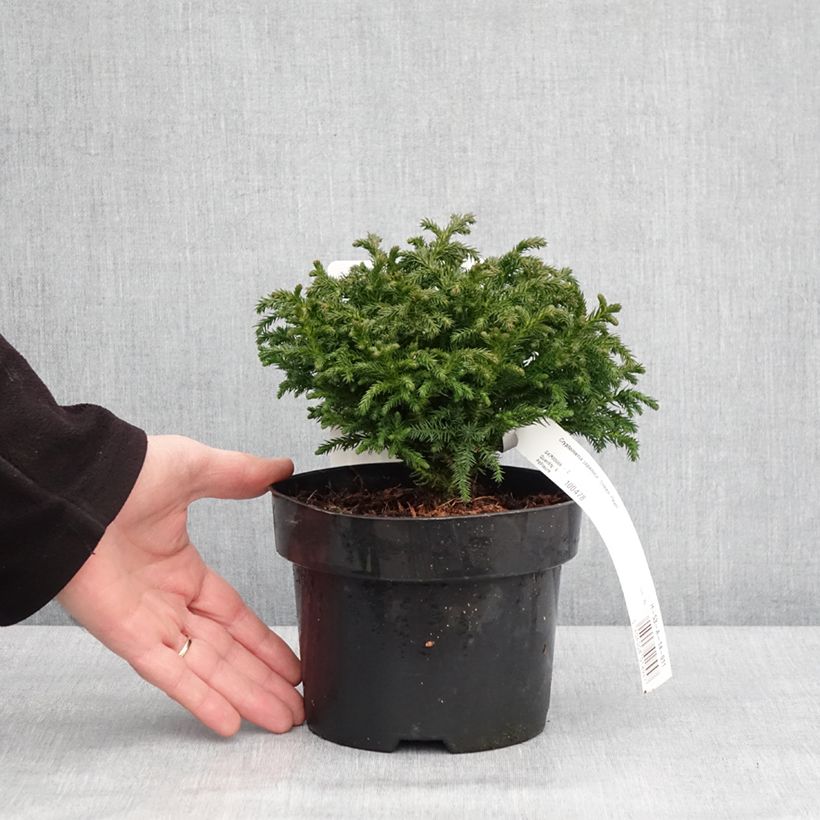 Example of Cryptomeria japonica Green Pearl - Cèdre du Japon Pot van 2 l/3 l as you get in hiver