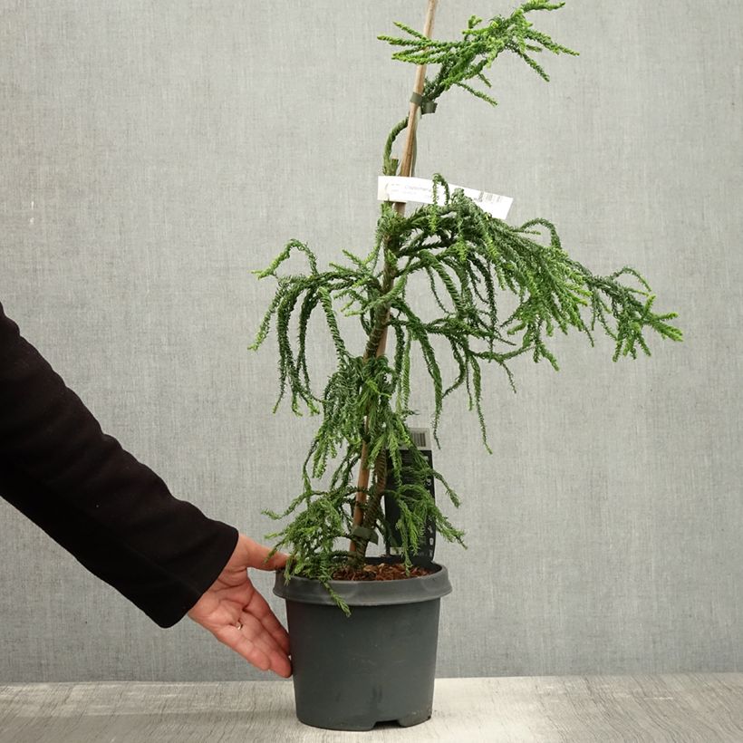 Exemplaar van Cryptomeria japonica Kyara Gold - Cèdre du Japon doré Pot de 3L/4L zoals geleverd in de herfst