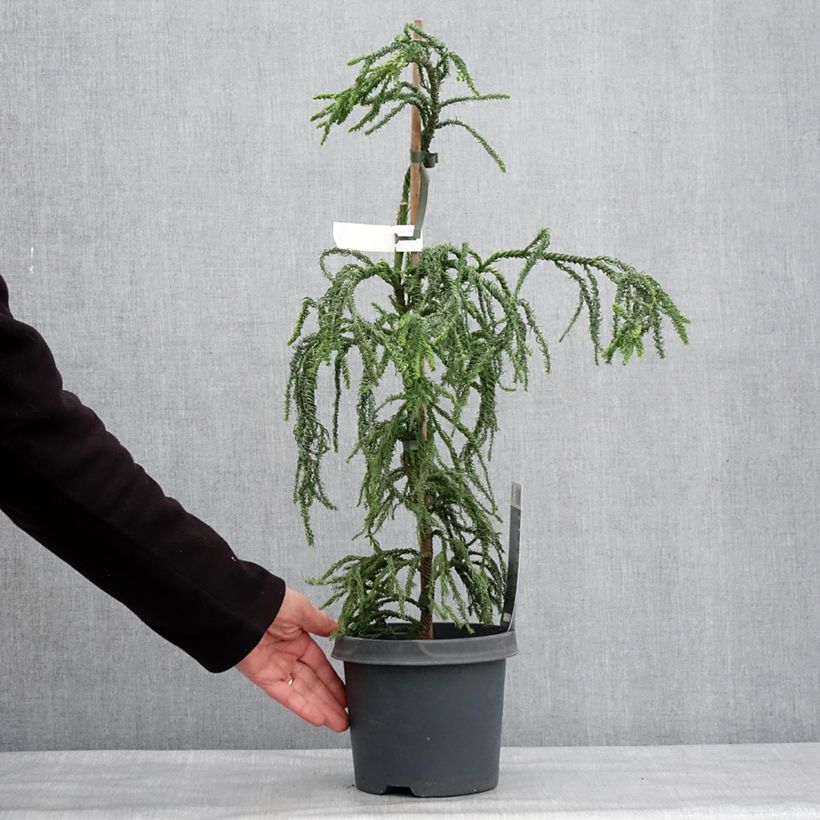 Example of Cryptomeria japonica Kyara Gold - Japanse cipres Pot van 3 l/4 l as you get in hiver