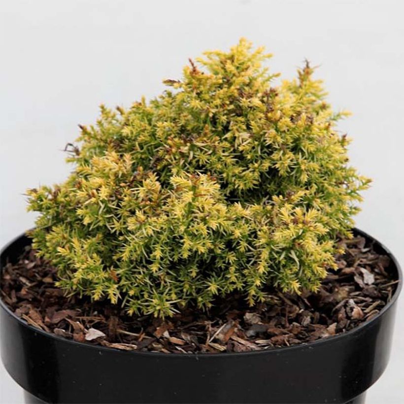 Cryptomeria japonica Twinkle Toes - Japanse cipres (Foliage)