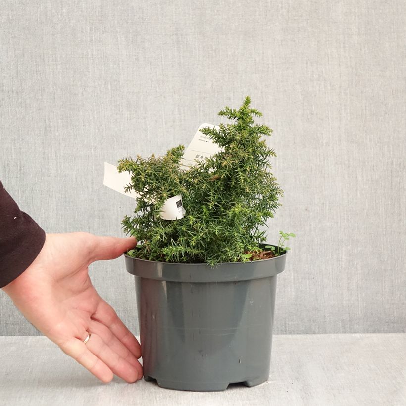 Exemplaar van Cryptomeria japonica Yokohama - Japanse cipres Pot van 2 l/3 l zoals geleverd in de herfst